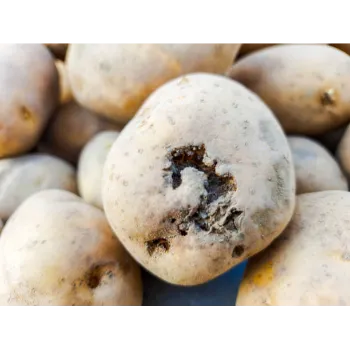 Potato (35)-295257-6307.webp